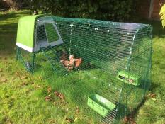 Des poules picorant l'herbe dans leur poulailler, dans un jardin ensoleillé.