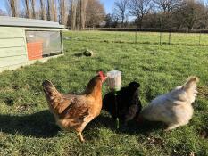 Un excellent moyen de lutter contre l'ennui pour mes poulets.