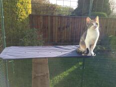 Un chaton assis sur l'étagère de sa cage à chat extérieure