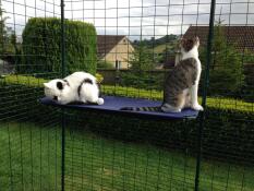 Deux chats assis sur une étagère sur leur parcours extérieur pour chats
