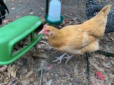 Nourrisseur d'enquête pour poulets