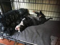 Obtient définitivement le sceau d'approbation de notre chiot ! 