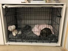 Un chien noir qui dort dans un moyen Fido Studio sous une couverture rose