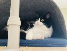 Minky se détend dans sa nouvelle tanière