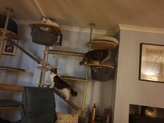 Trois chats jouant sur leur arbre à chat d'intérieur