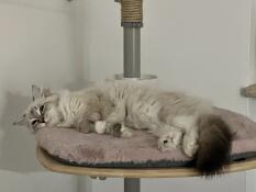 Nikita sur la plate-forme en bambou