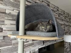 Je ne quitte plus ma tanière tellement que je l’aime bien! ~ Smooky 