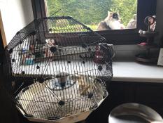 Une cage à oiseaux Geo mais une fenêtre avec un chat à l'extérieur.