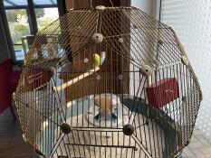 Deux oiseaux dans la cage Omlet Geo oiseau