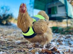 Nuggets en gilet jaune 