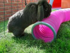 Convient également aux petites races de lapins !