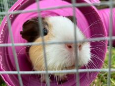 Mon adorable cappuccino est très curieux et adore explorer - le tunnel l'occupe ? 
