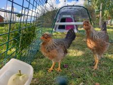 2 poules sur le point de manger une pomme dans le couloir de leur poulailler rose