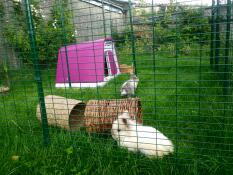 Un couple de lapins dans leur enclos, à côté de leur clapier rose