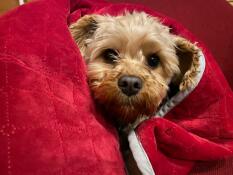Est-ce que c'est déjà noël ? ? pip snug as a bug in a christmas themed rug. 
