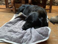Notre chiot labrador profite de sa nouvelle couverture au pub après une longue promenade.