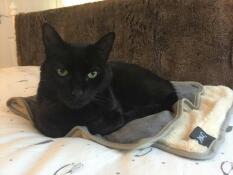 Smudge adore sa couverture douillette !
