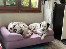 Pauli et cleo