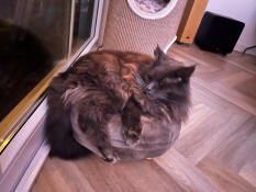 Mon maincoon knik sur son panier de beignets, il ne pèse que 7,5 kg.