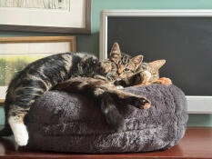 Junie et coco profitent de leur coin câlin préféré