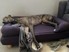 Un chien qui dort dans son lit bleu