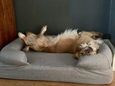 Monty est très heureux (eleni portch)