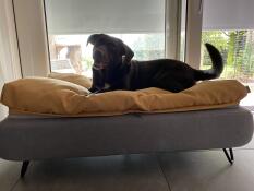 Un chien marron heureux sur son lit gris avec un pouf jaune.