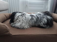 Mon shih tzu adore son lit bolser. tout comme moi. il y dort tous les soirs depuis le premier jour. je suis tellement contente d'être tombée sur le site Omlet lors de ma recherche d'un bon lit pour mon toutou.