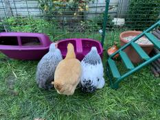 Des bantams au bar !