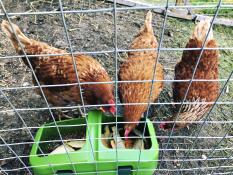 Fonctionne très bien pour 3-4 poulets. j'utilise celui-ci pour les déchets alimentaires.