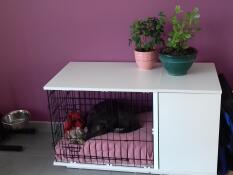 Nala se repose dans sa niche 