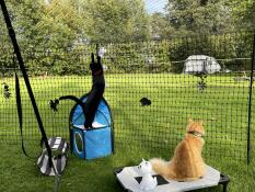 Deux chats à l'intérieur d'un grillage à poules