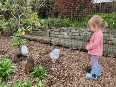 Une petite fille qui regarde ses poulets dans leur enclos