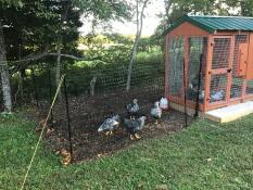 Omlet clôture pour poules avec des poules