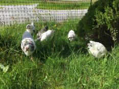 Petits poulets noirs et blancs dans un jardin derrière un grillage à poules