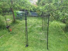 Déplacé la clôture sous les arbres fruitiers - les poules aiment l'herbe longue