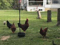 Poulets avec Omlet clôture pour poulets