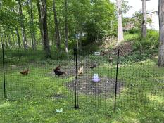 Rocky et ses dames se régalent de leur poulet Omlet.