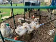 4 poussins brahma sur un perchoir (et un sur le sol) - une meilleure photo que la précédente ?!
