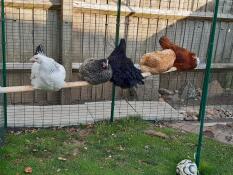 Les cinq poulets en l'air !