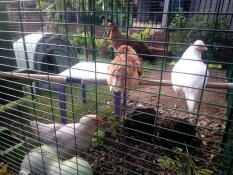 Poules perchées