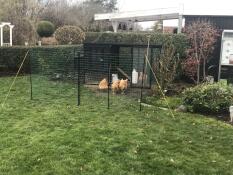 Quatre poulets picorant de la nourriture entourés d'une clôture en ltd Omlet.