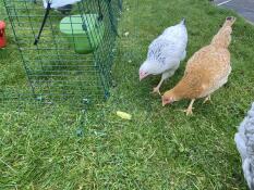 Les poulets inspectent les ancrages au sol 
