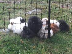 Poulets silkie se blottissant contre le grillage à poules