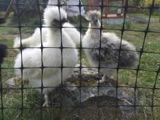 Poulets silkie derrière un grillage à poules