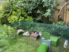 Des cavies heureuses