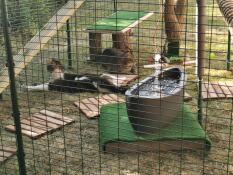 Les chats étaient assis à l'intérieur d'un parc de jeu avec une fontaine et beaucoup d'autres jouets.