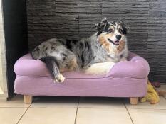 Jaya heureuse sur son bolster lavande, 