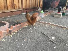 Une poule dans un jardin avec des jouets à picorer suspendus