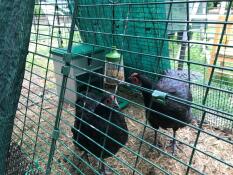 Poules dans Omlet Eglu parcours de poulailler avec Pendant jouet à picorer